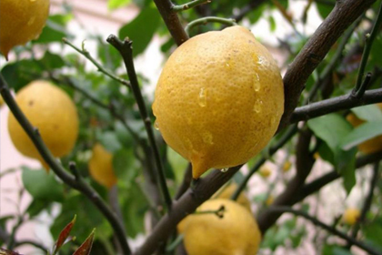 Gribe karşı limon ve bal
