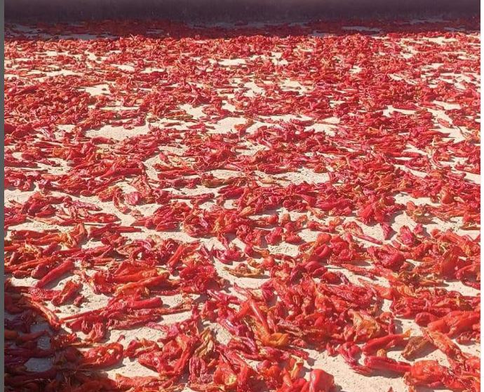 Urfa’da Damda Biber Kurutma Sezonu Başladı