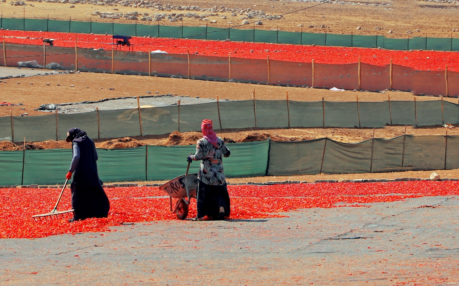 Şanlıurfa'da İsot Mesaisi Başladı